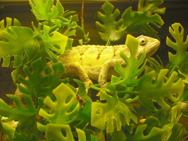 Dscf0147.jpg