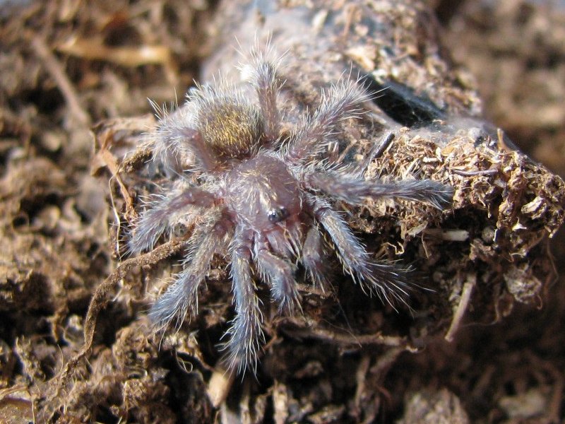 P.murinus_transfer_800x.jpg