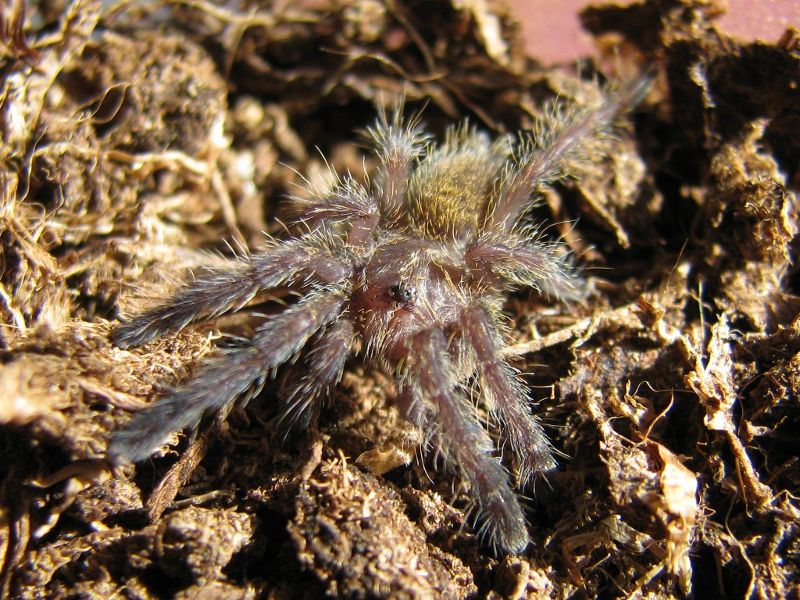 P.murinus_01_800x.jpg