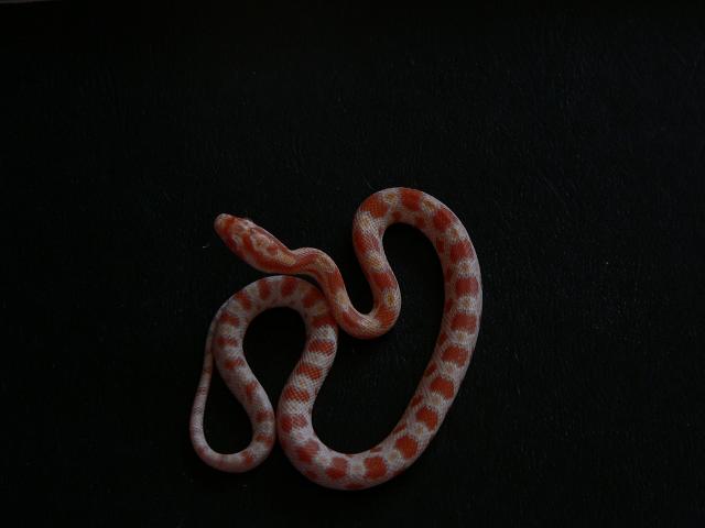 bébé corn snake003.JPG