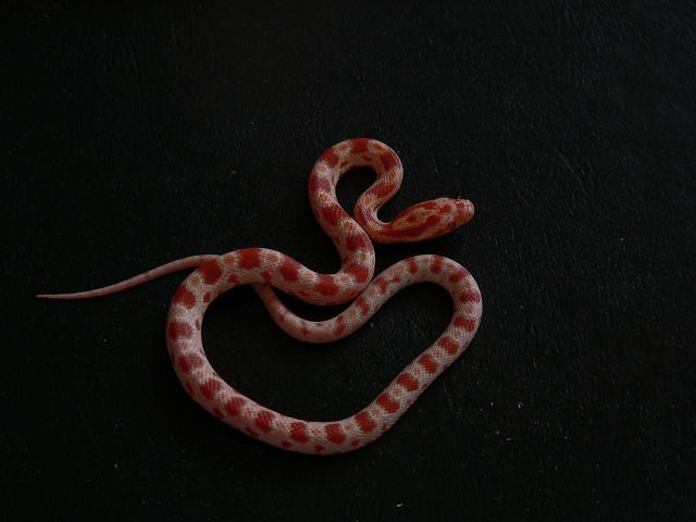 bébé corn snake008.JPG