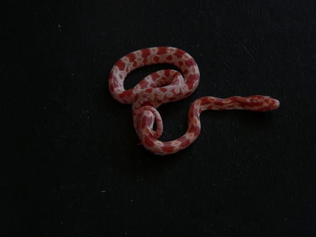 bébé corn snake012.JPG