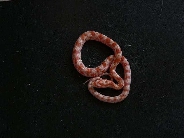 bébé corn snake014.JPG