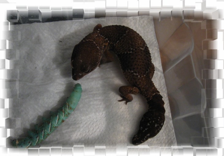 fat tail.jpg