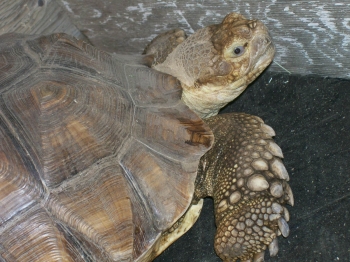 sulcata.jpg