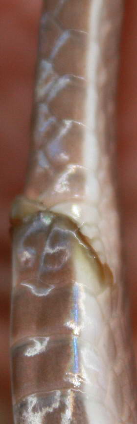IMG_0833-2.jpg