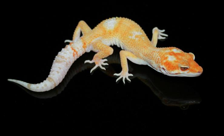 gecko.jpg
