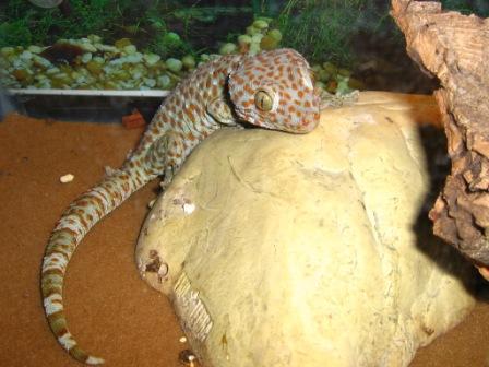 tokay1.jpg