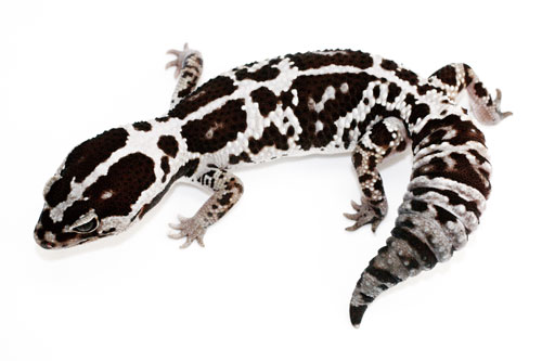 fat-tailed-gecko-500.jpg
