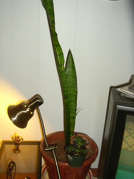 PICT0029.JPG