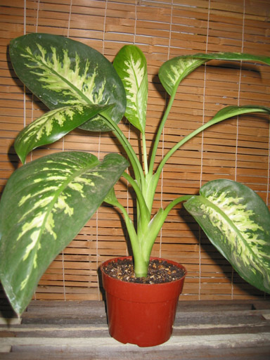 dieffenbachia.jpg