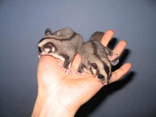 cute-sugar-glider-pa-1765262211.jpg