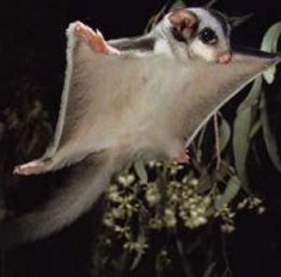 sugargliderFlying-thumb.jpg