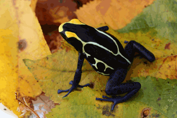 Dendrobates-tinctorius-cobalt2E.gif