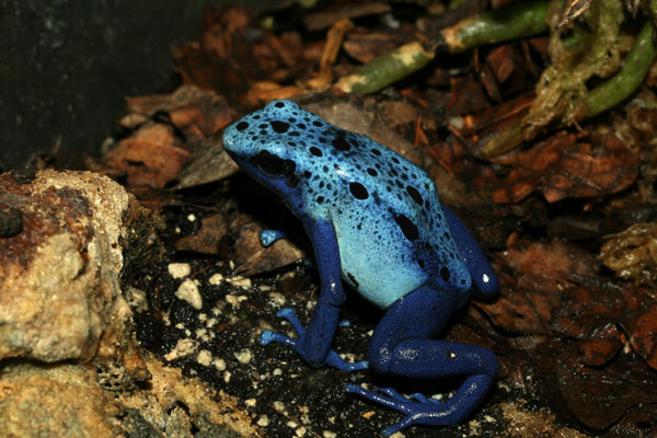 Dendrobates-tinctorius-azureus1.jpg