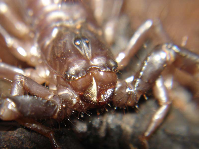 heterometrus spinifer face.jpg