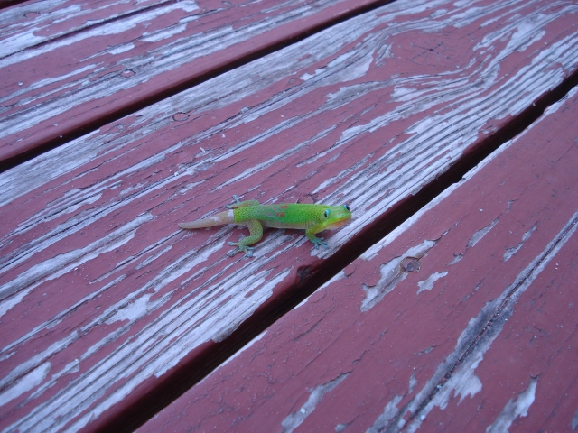 dsc03290.jpg