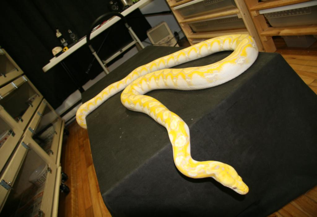 snakey 080.jpg