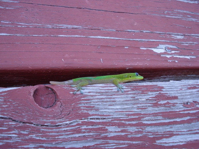dsc03293.jpg