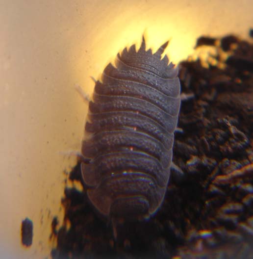 cloporte Porcellio scaber (male).jpg