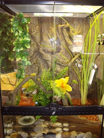 paludarium sept 2010002web.JPG