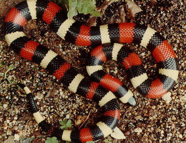 milk snake.jpg