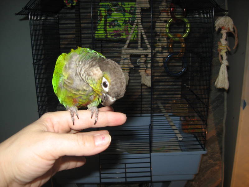 pesto.jpeg
