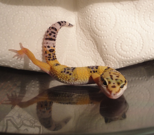 GeckoPlume.jpg