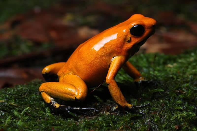 P. TERRIBILIS ORANGE.JPG