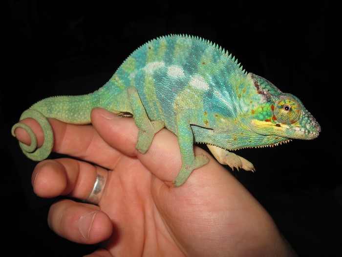 photo chameleon 063.jpg