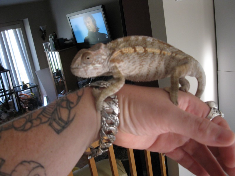 photo chameleon 056.jpg