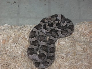 IMG_2074(reptilic).jpg
