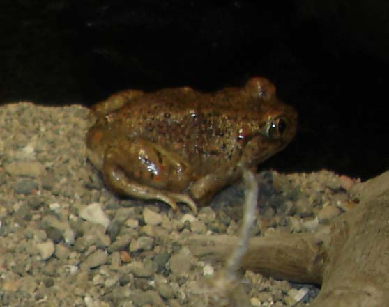 new mexico spadefoot.jpg