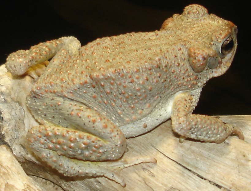 Red-Spotted.jpg