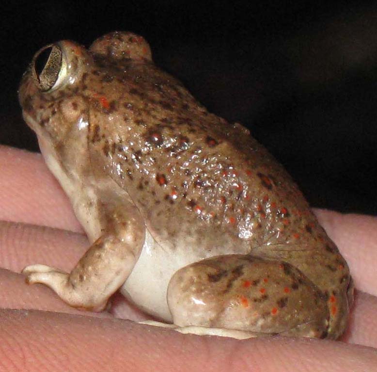 new mexico spadefoot 1.jpg
