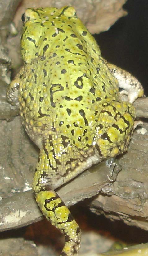 American Green.jpg