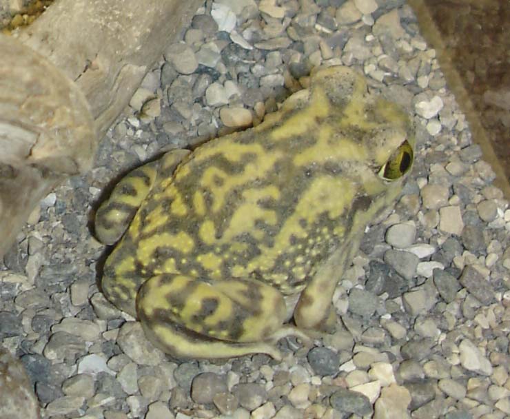 spadefoot 1.jpg