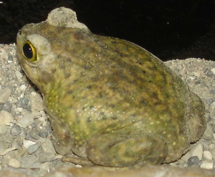 spadefoot 2.jpg