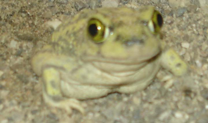 spadefoot 3.jpg