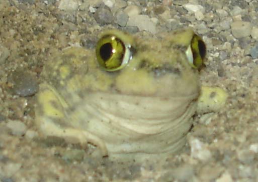 spadefoot 4.jpg