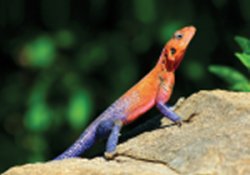 Red_Headed_Rock_Agama.jpg