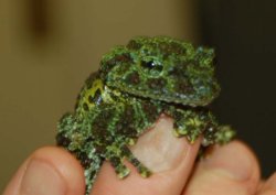 SDZ-Mossy2.jpg