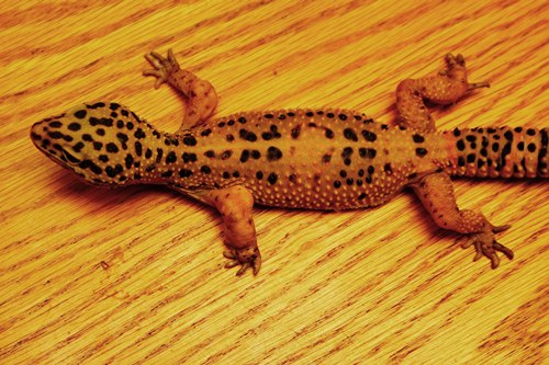Gecko 8 juin 09 09.jpg