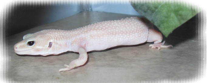 perle1.jpg