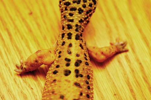 Gecko 8 juin 09 07.jpg