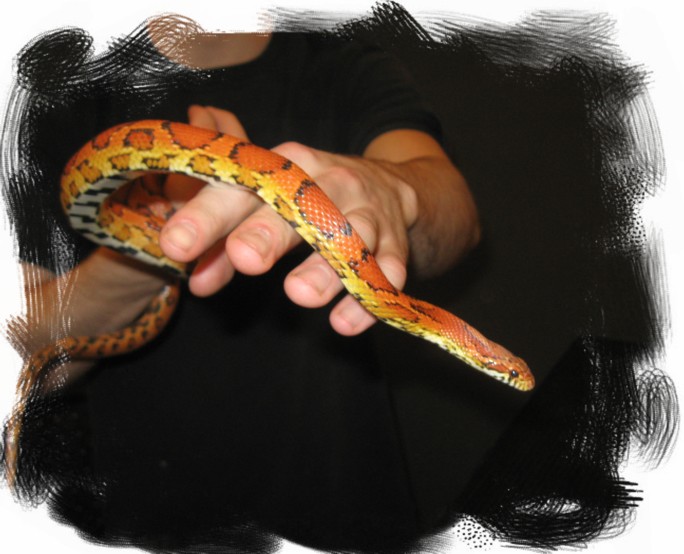 corn snake.jpg