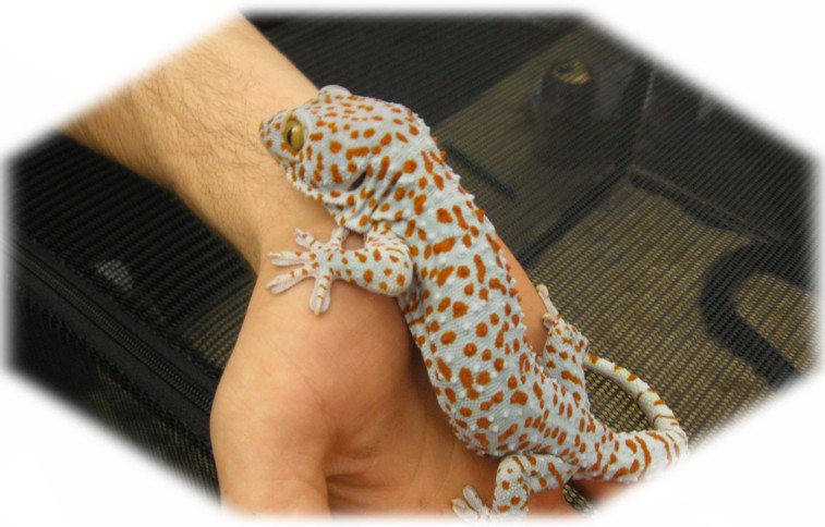 gecko tokay.jpg