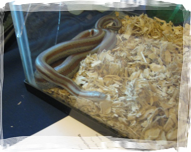 rosy boa.jpg