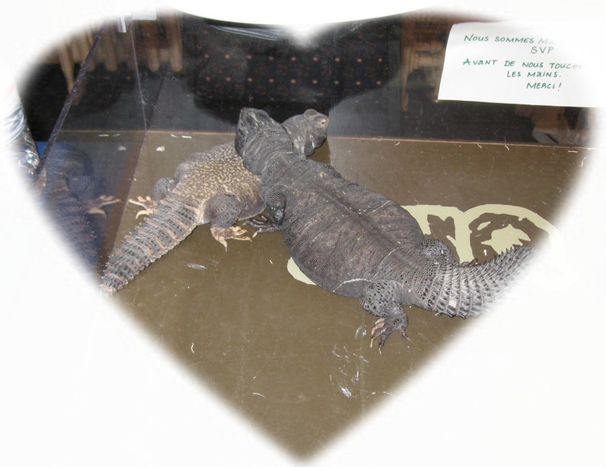 uromastyx mali.jpg