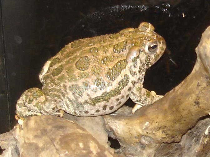 Copie de DSC01920.jpg